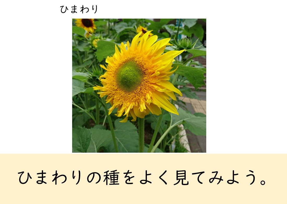 夏教材 光文書院